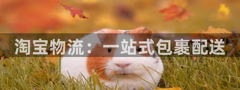 旺财28官网版下载:淘宝物流:一站式